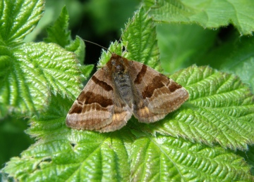 Burnet companion moth Copyright: Sue Grayston