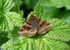 Burnet companion moth 