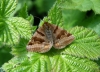 Burnet companion moth