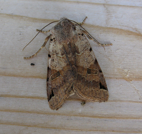 Brown Spot Pinion 2. Copyright: Stephen Rolls