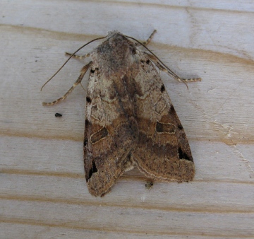 Brown Spot Pinion 2. Copyright: Stephen Rolls