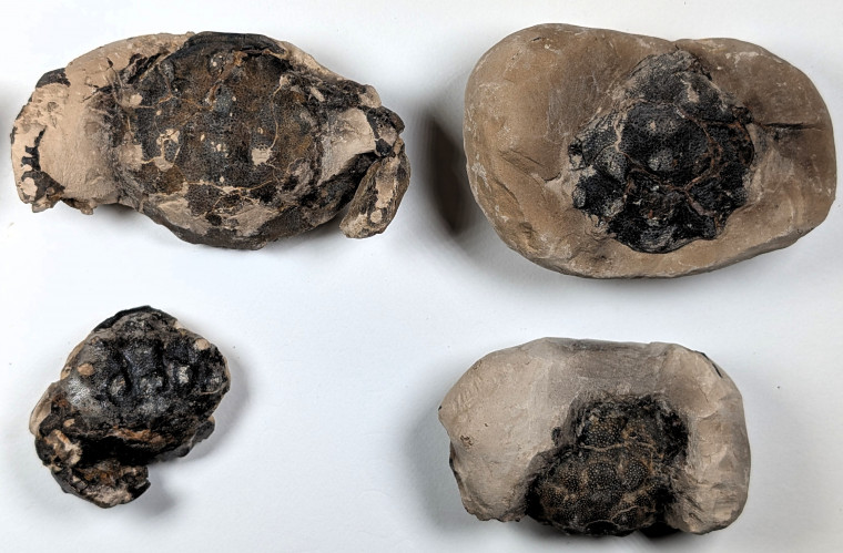 Chigwell Four Fossil Crabs London Clay M11 Service Area Copyright: Mike Daniels Collection