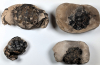 Chigwell Four Fossil Crabs London Clay M11 Service Area 