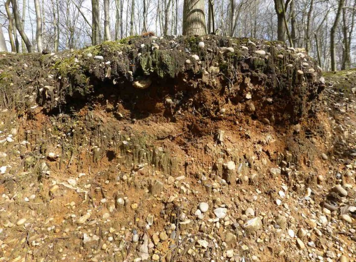 Gravel bank in Scrubs Wood Copyright: Ian Mercer