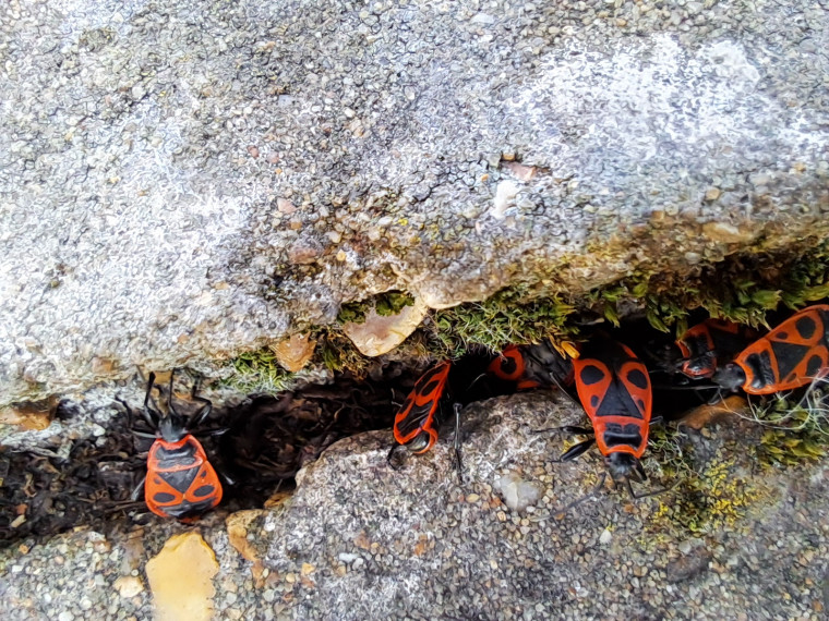 Pyrrhocoris apterus group Copyright: Peter Harvey