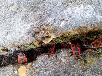 Pyrrhocoris apterus group Copyright: Peter Harvey