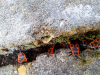 Pyrrhocoris apterus group Copyright: Peter Harvey