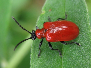 Liliy beetle Copyright: Kim Prowse