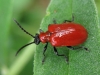 Liliy beetle Copyright: Kim Prowse