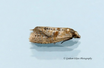 Phalonidia affinitana Copyright: Graham Ekins