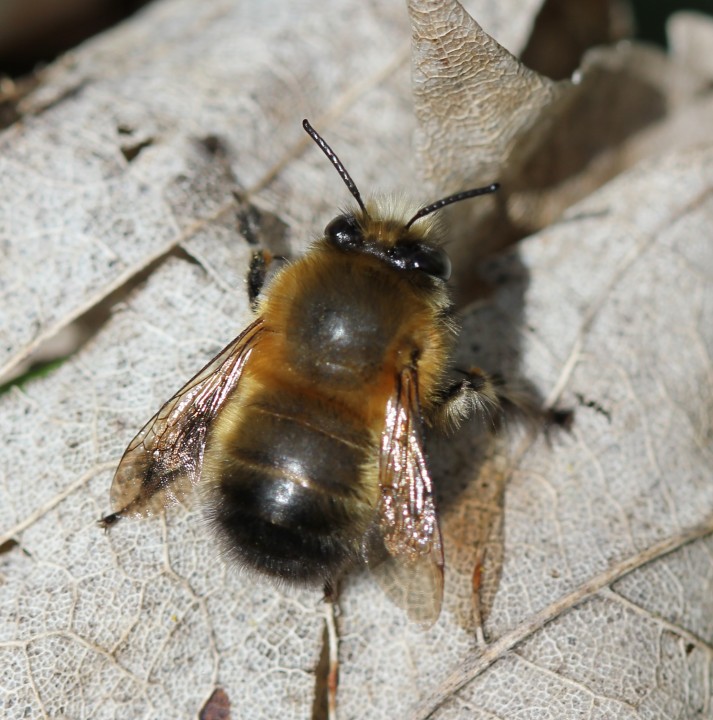 Male Hairy-Footed Flower Bee (Anthophora plumipes) Copyright: RiverCrouchWalker