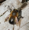 Male Hairy-Footed Flower Bee (Anthophora plumipes) 