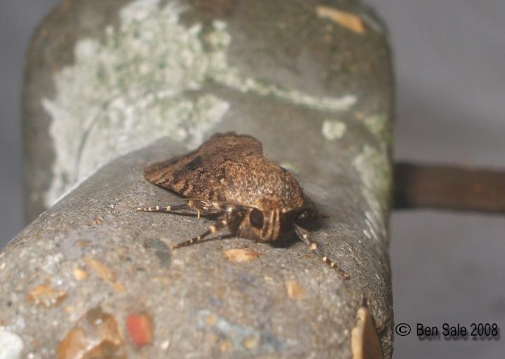 Copper Underwing palps Copyright: Ben Sale