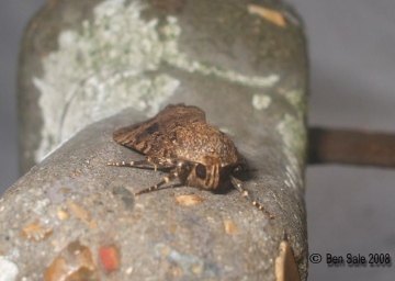 Copper Underwing palps Copyright: Ben Sale