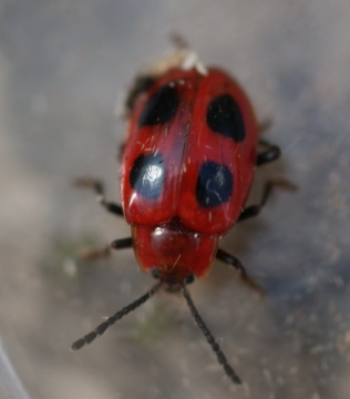 Endomychus coccineus Copyright: Robert Smith