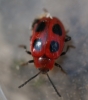 Endomychus coccineus