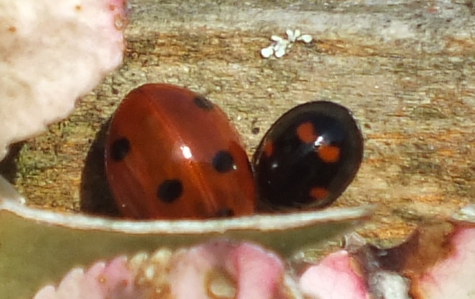 Pine Ladybird Copyright: Peter Pearson