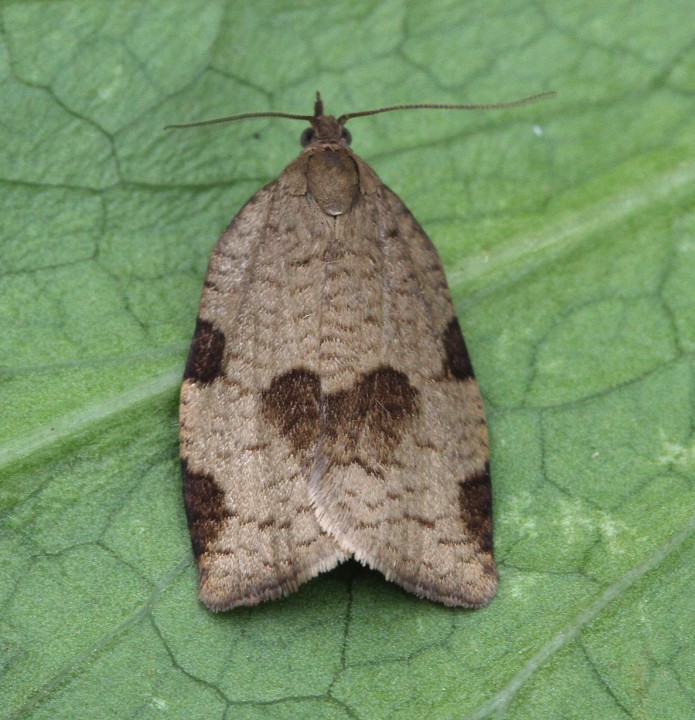 Lozotaenia forsterana 3 Copyright: Graham Ekins