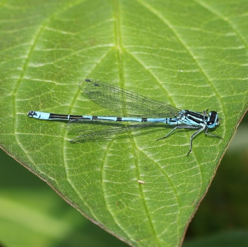 Azure Damselfly 2 Copyright: Geoff Vowles