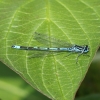 Azure Damselfly 2 Copyright: Geoff Vowles