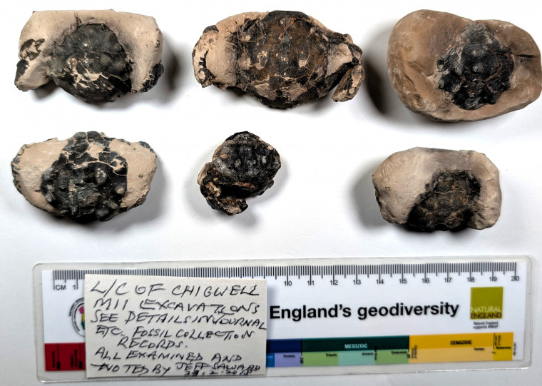 Chigwell Fossil Crabs London Clay M11 Service Area Copyright: Mike Daniels Collection