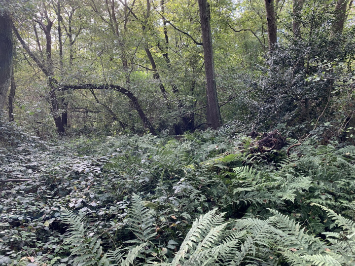 In wooded old pit area looking south-west Copyright: D. Potts, Nov 2023