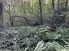 In wooded old pit area looking south-west