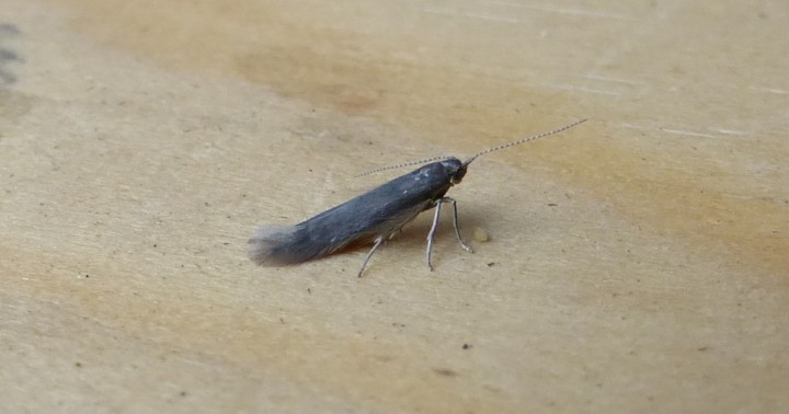 Coleophora laricella. Copyright: Stephen Rolls