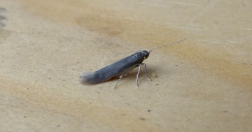 Coleophora laricella. Copyright: Stephen Rolls