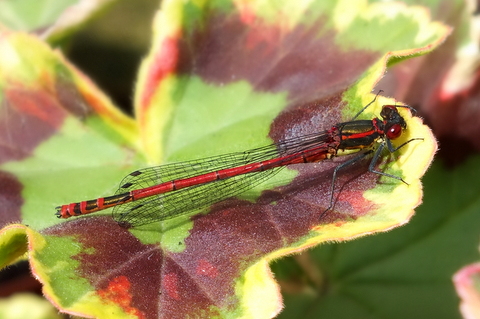 Large Red Damselfly (Pyrrhosoma nymphula) Copyright: Peter Pearson