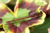 Large Red Damselfly (Pyrrhosoma nymphula) 