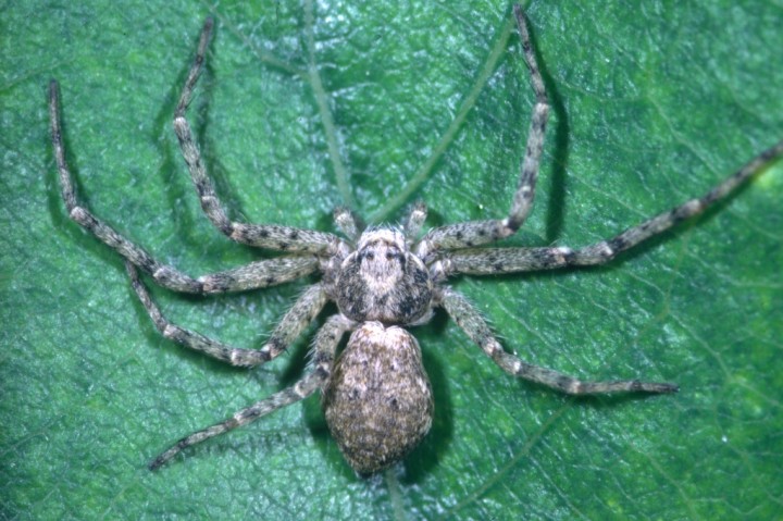 Philodromus buxi female Copyright: Peter Harvey