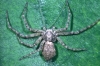 Philodromus buxi female