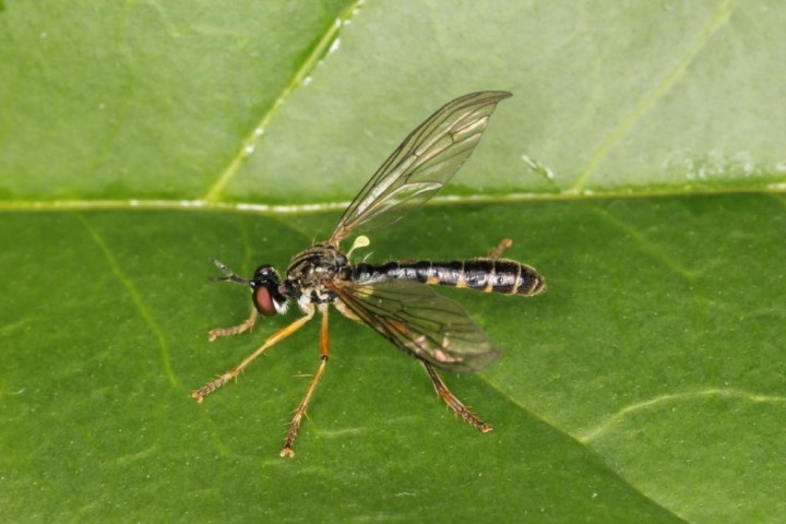 Dioctria linearis Copyright: Peter Harvey