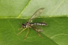 Dioctria linearis