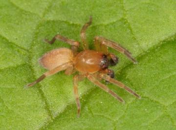 Clubiona diversa Copyright: Peter Harvey