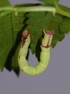Streamer moth larva 2 Copyright: Peter Furze
