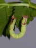 Streamer moth larva 2 Copyright: Peter Furze