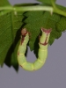 Streamer moth larva 2