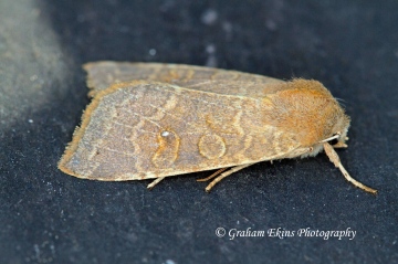 pale -lemon Sallow  (Cirrhia ocellaris) Copyright: Graham Ekins