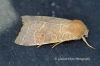 pale -lemon Sallow  (Cirrhia ocellaris) 