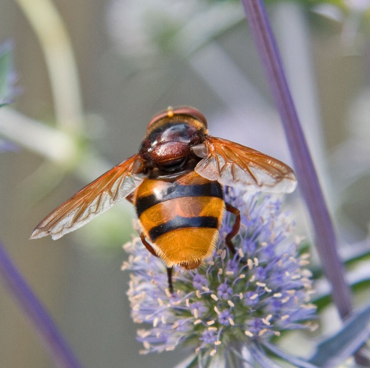 Volucella zonaria 5 Copyright: Graham Ekins