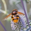 Volucella zonaria 5 Copyright: Graham Ekins