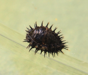 Chilocorus renipustulatus pupa Copyright: Yvonne Couch