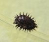 Chilocorus renipustulatus pupa