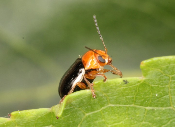 Cryptocephalus rufipes Copyright: P.R. Harvey