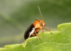 Cryptocephalus rufipes