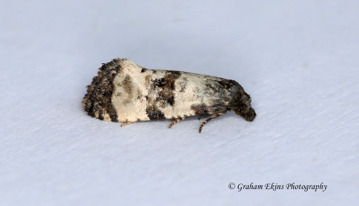 Cochylis atricapitana 4 Copyright: Graham Ekins