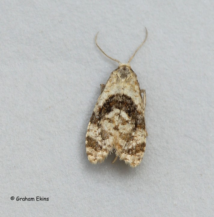 Phalonidia manniana Copyright: Graham Ekins