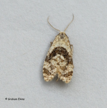 Phalonidia manniana Copyright: Graham Ekins